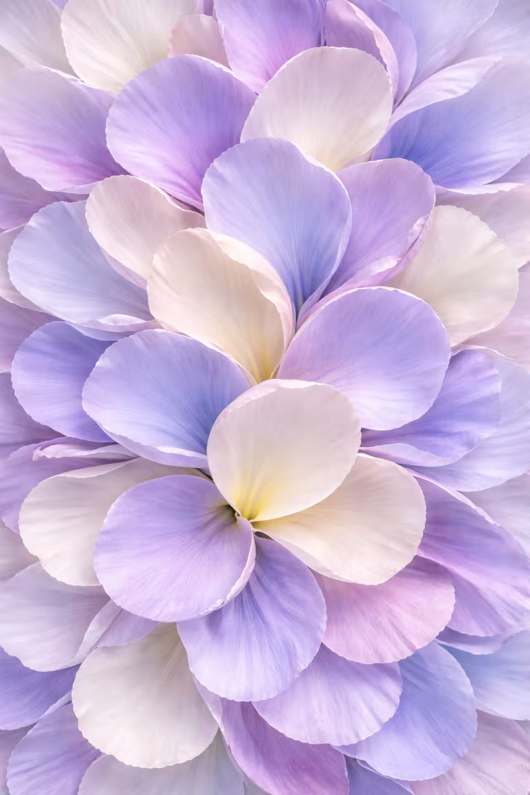 wallpaper_flower_00012.png